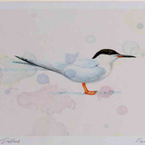 A4 roseate tern breeding plumage