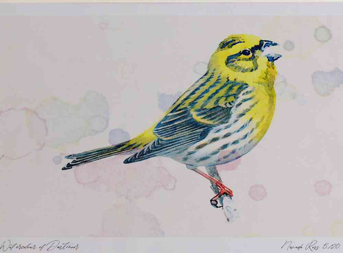 A4 serin male.jpg