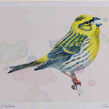 A4 serin male