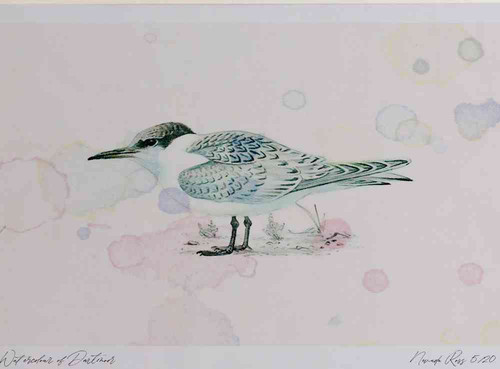 A4 sandwich tern juvenile.jpg