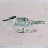 A4 sandwich tern juvenile