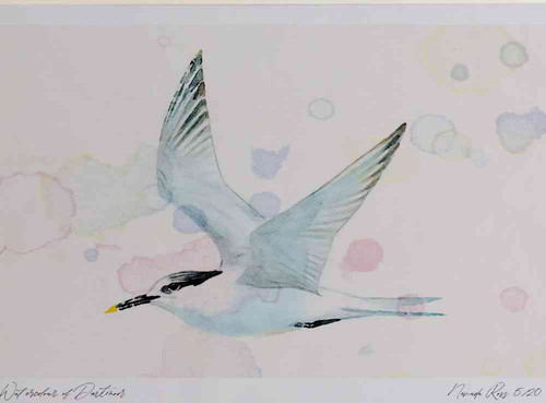 A4 sandwich tern nonbreeding plumage inflight.jpg