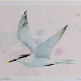 A4 sandwich tern nonbreeding plumage inflight