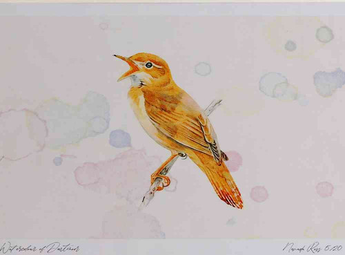 A4 savi s warbler.jpg
