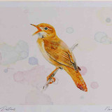 A4 savi s warbler