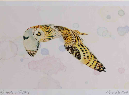 A4 short eared owl.jpg