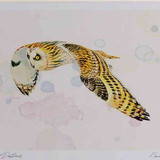 A4 short eared owl
