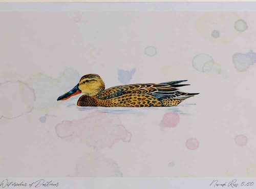 A4 shoveler female.jpg