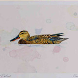 A4 shoveler female