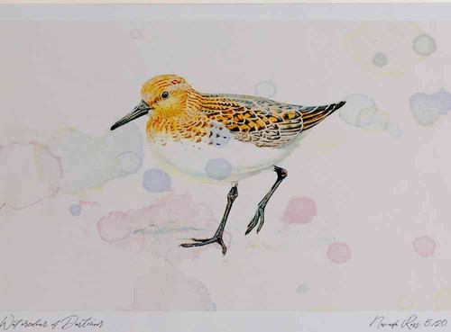 A4 sanderling breeding plumage.jpg