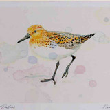 A4 sanderling breeding plumage