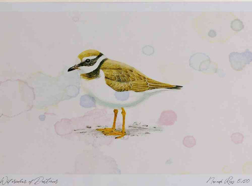 A4 ringed plover juvenile.jpg