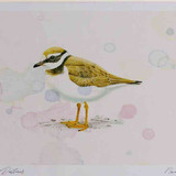 A4 ringed plover juvenile
