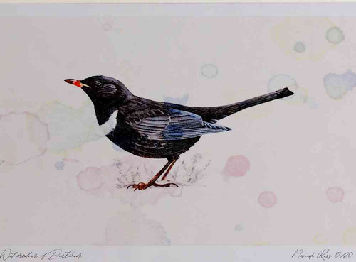 A4 ring ouzel male.jpg