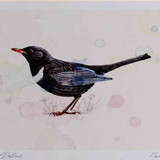 A4 ring ouzel male