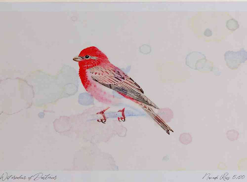 A4 scarlet rosefinch male.jpg