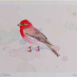 A4 scarlet rosefinch male