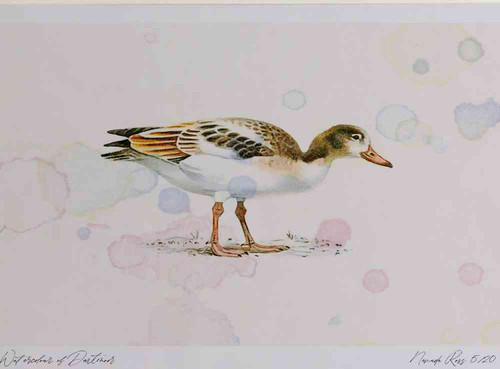 A4 shelduck juvenile.jpg