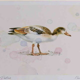 A4 shelduck juvenile