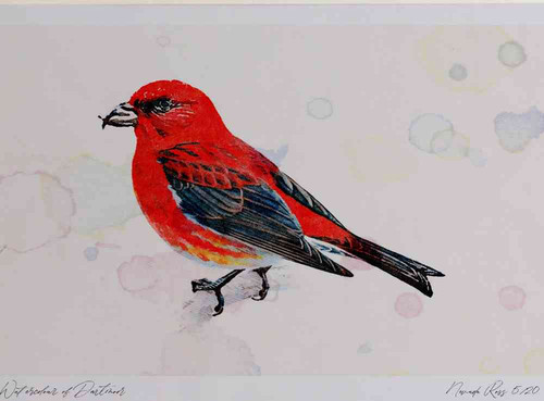 A4 scottish crossbill male.jpg
