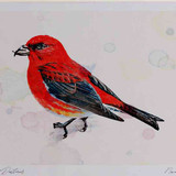 A4 scottish crossbill male