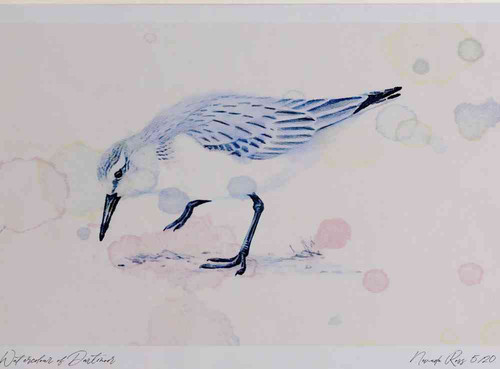 A4 sanderling nonbreeding plumage.jpg