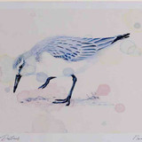 A4 sanderling nonbreeding plumage