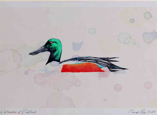 A4 shoveler male.jpg
