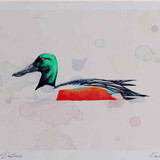 A4 shoveler male