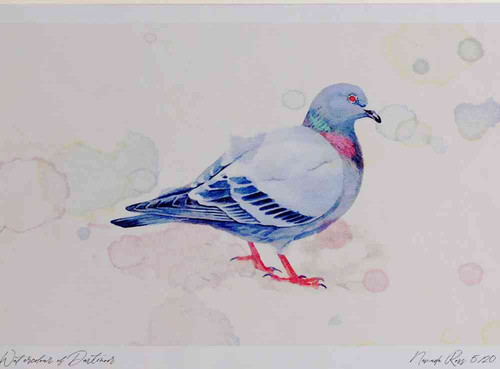 A4 rock dove.jpg