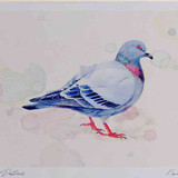 A4 rock dove