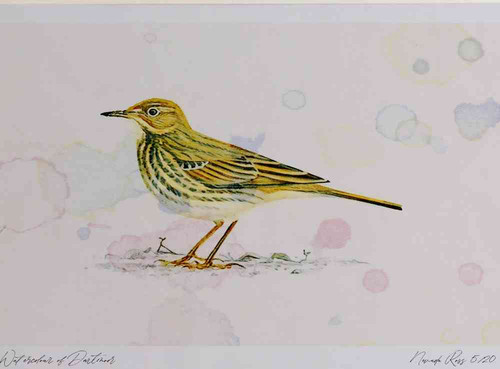 A4 rock pipit.jpg