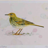 A4 rock pipit