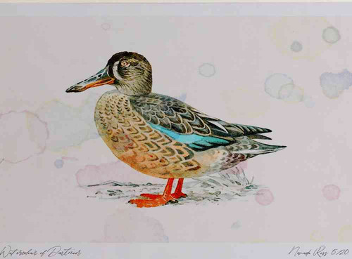 A4 shoveler male eclipseplumage.jpg