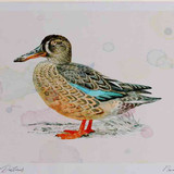 A4 shoveler male eclipseplumage
