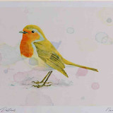 A4 robin adult