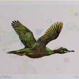 A4 shag inflight
