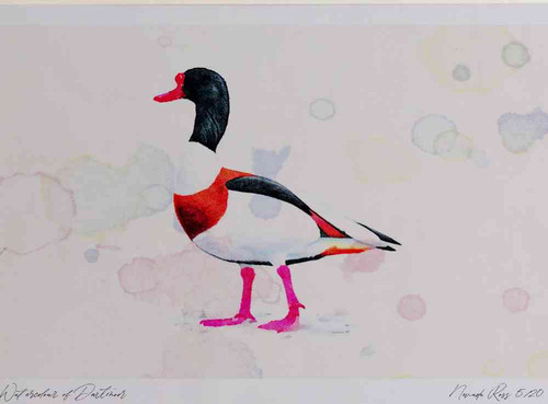 A4 shelduck male.jpg