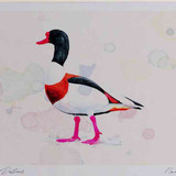 A4 shelduck male