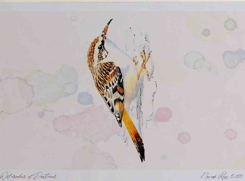 A4 short toed treecreeper.jpg
