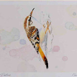 A4 short toed treecreeper