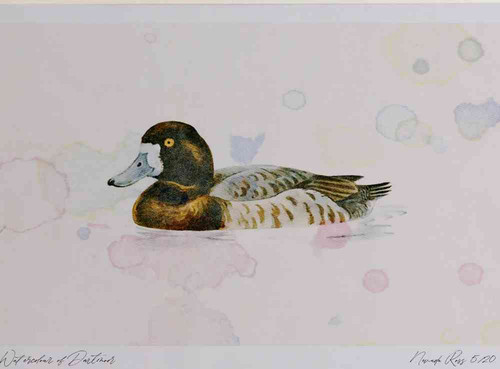 A4 scaup female.jpg