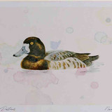 A4 scaup female