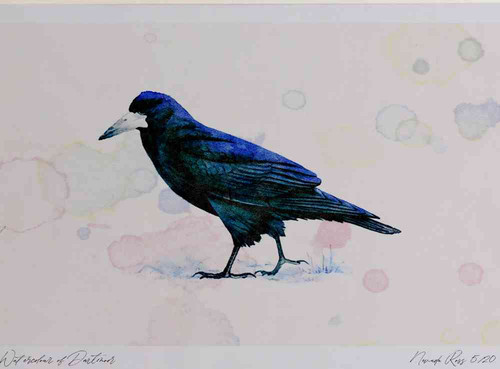 A4 rook adult.jpg