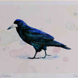 A4 rook adult