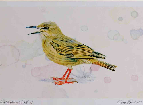A4 starling juvenile.jpg