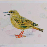 A4 starling juvenile