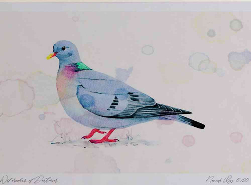 A4 stock dove.jpg