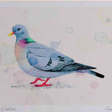 A4 stock dove
