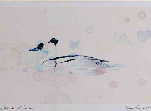 A4 smew male.jpg